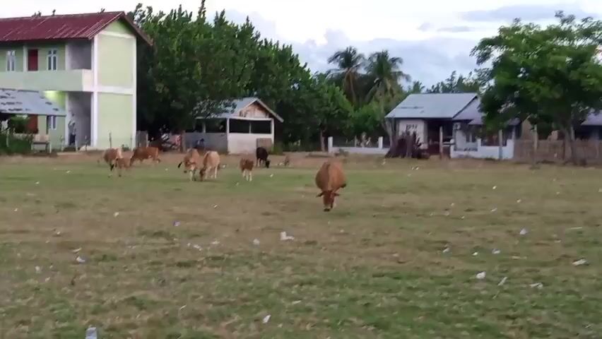 The video shows a herd of cattle grazing in a grassy field. In the background, there are several buildings, including a multi-story building with a red roof and a green exterior, as well as smaller houses. Trees and palm trees are also visible, suggesting a tropical or subtropical environment. The sky is overcast, indicating it might be dawn or dusk, or simply a cloudy day. Some of the cattle are cows with calves. One cow in the foreground is bending down to eat grass. The ground is mostly dry grass with some scattered debris. A person is visible near the multi-story building.