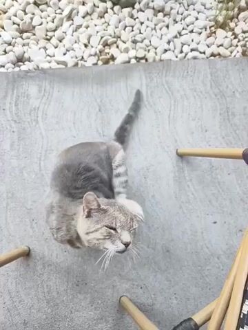 The video shows a grey tabby cat from a high angle, sitting on a concrete surface. The cat is facing upwards with its eyes mostly closed. Its left front paw is raised and scratching its face. A few bamboo chair legs are visible in the foreground and right side of the frame. In the background, there are small white pebbles.