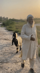 Elderly man walks through rural Pakistani village amid agricultural scenes