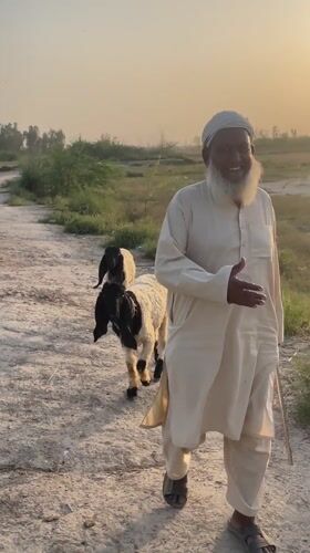 Elderly man walks through rural Pakistani village amid agricultural scenes