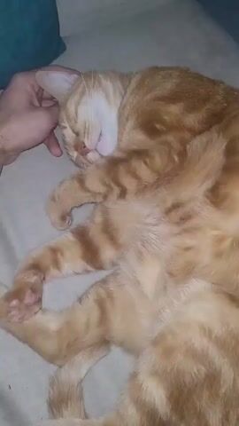 A hand is seen gently touching the head of an orange tabby cat as it sleeps. The cat is lying on its side on a light-colored surface. A blue pillow is partially visible in the upper left corner of the frame. The cat is curled up, with its paws relaxed and its tail curled around its body. The scene is close-up, focusing on the cat and the hand.