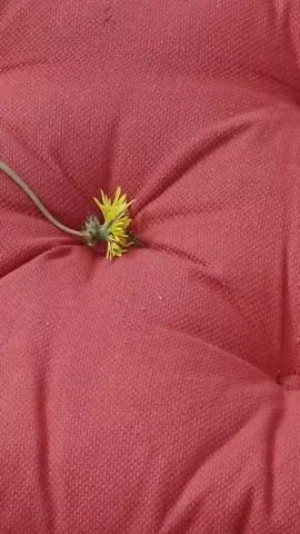 A close-up video shows a single yellow dandelion flower with its stem lying on a textured red fabric surface. The flower appears slightly wilted and has some green leaves or sepals at its base. A small black insect is visible on the flower. The fabric has a quilted or tufted appearance with indentations creating a star-like pattern. The lighting suggests an outdoor setting, possibly natural light. The camera angle is directly above the flower.