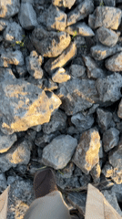 Outdoor moments captured in Podgorica: rock walking, fig branch