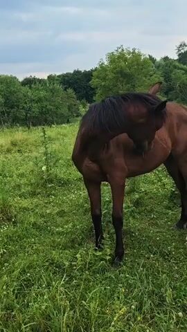 A brown horse stands in a grassy field with trees in the background. The horse is facing away from the camera and then turns its head to the left. Its tail is raised and it appears to be scratching itself with its mouth. A human hand enters the frame and touches the horse's mane. The horse then turns its head to face the camera.