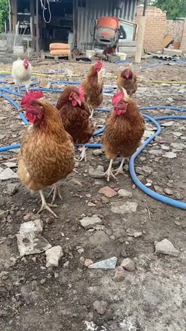 A group of chickens are in a dirt yard with scattered rocks and debris. There are blue hoses running through the yard. In the background, there is a building with corrugated metal siding, a cement mixer, and some wooden pallets. One chicken is white, and the rest are brown. Some of the chickens are looking towards the camera.