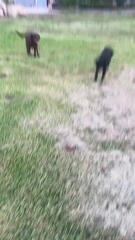The video captures two dogs, one brown and one black, running in a grassy area with some dirt patches. The camera is shaky, indicating movement. In the background, there are trees and a house with a red roof. The brown dog appears to be chasing the black dog. The black dog is smaller and appears to be agile as it runs. The brown dog is larger and seems to be in pursuit. The overall scene is one of playful activity between the two animals in an outdoor setting.