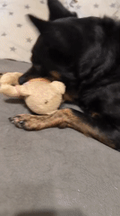 Black and tan dog spends a lazy afternoon with its stuffed bear