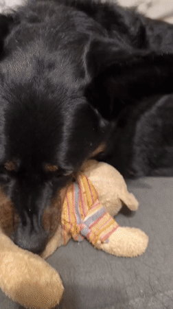 Black and tan dog spends a lazy afternoon with its stuffed bear