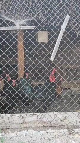 A static shot captures multiple black chickens and roosters through a chain-link fence within an outdoor enclosure. A prominent black rooster with a large red comb stands on the right, crowing. Another black rooster with iridescent green-blue feathers is visible in the center, and two other black chickens are partially seen on the left. The enclosure structure includes wooden posts and framing, with a white bucket suspended in the background. A wooden stick is diagonally positioned against the upper right portion of the fence. The ground inside the enclosure appears to be dirt.