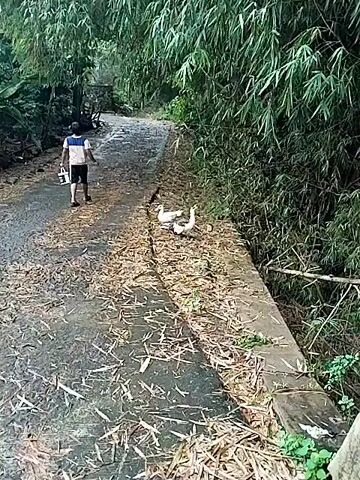 A young person is walking away on a narrow road bordered by bamboo and other foliage. The person is wearing a blue shirt with a white stripe, dark shorts, and is carrying a white bucket in their left hand. Two white geese are resting on the right side of the road, amongst fallen bamboo leaves. The road has a slight curve ahead, and a wall is faintly visible in the distance. The setting appears to be a somewhat rural or natural environment.