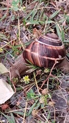 The media file is a close-up video of a snail in a grassy area. The snail has a large, brown and white striped shell and is slowly moving across the ground. It appears to be eating a leaf, as its mouth is close to the vegetation. The surrounding area is covered in green grass, fallen leaves, and small, yellow flowers. The ground is damp, suggesting it may have recently rained or that the area is naturally moist. The lighting suggests it could be daytime, possibly overcast or in the shade, as there are no harsh shadows. The scene is natural and peaceful, with the snail being the sole focus of the activity. There is no visible text in the media file. The location is identified as Razlog, Bulgaria.