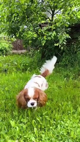 A King Charles Spaniel dog with white and brown fur walks through a grassy yard. The dog sniffs at a brown slipper lying on the grass and then nudges it with its nose. The dog has long, floppy ears and a fluffy tail. The yard is green and lush, with trees and bushes in the background. The sun is shining, casting shadows on the grass.
