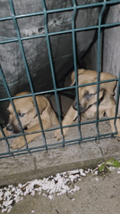 Evening scenes captured in Pleven: puppies and illuminated building
