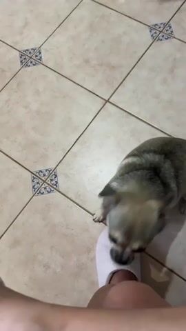 A small dog with light brown and grey fur stands on a tiled floor, looking up at a person's leg and foot. The person is wearing a white slipper. The dog appears to be interacting with the person's foot.