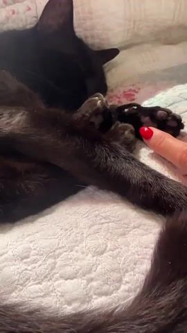 The video shows a close-up of a black cat lying on a quilted surface. The cat's front paw is visible, with its toes extended. A human finger, with red nail polish, is gently touching the cat's paw pad. The cat appears to be asleep or relaxed. The background is slightly blurred but suggests a domestic setting, possibly a bed.
