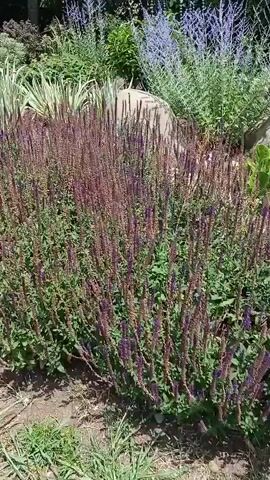 The video shows a lush garden with various plants and flowers. In the foreground, there are dense clusters of purple flowers and green foliage. Behind them, there are tall, spiky plants with lighter purple blooms, possibly lavender, and ornamental grasses with striped leaves. Large rocks are interspersed among the plants. In the background, a tree with visible branches and a wooden fence are partially seen. The overall impression is of a well-maintained, diverse garden environment on a sunny day.