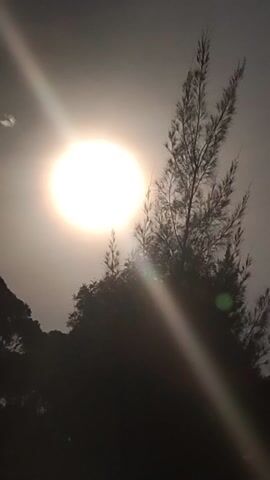 The video displays a static shot of a bright, white sun positioned in the lower-left to central portion of the frame. Strong lens flares emanate from the sun, creating prominent streaks of light across the image and a green circular artifact in the upper right. Silhouetted trees and foliage are visible in the upper part of the frame and along the right edge, appearing dark against the bright background. The sky around the sun appears hazy or washed out, creating a high-contrast scene between the luminous sun and the dark silhouettes. The overall impression is of a bright daytime, possibly morning or late afternoon, with the camera pointed directly towards the sun. No people, specific objects, or text are visible. The setting appears to be outdoors in a natural environment.