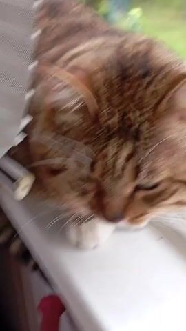 The video begins with a close-up shot of a tabby cat resting its head on its paws, eyes closed, on what appears to be a windowsill. In the next frame, a hand enters the shot from the left, and begins to gently pet the cat's head and behind its ears. The cat's eyes remain closed, and it appears to be relaxed and enjoying the attention. The background shows greenery, suggesting an outdoor environment viewed through a window. The video is brief and focuses entirely on the interaction between the person and the cat.