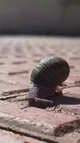A close-up shot shows a snail slowly moving across a brick surface. The snail has a brown, patterned shell and two visible antennae protruding from its head. Sunlight illuminates the scene, casting a shadow from the snail onto the brick. The background is a blurred, light-colored surface, possibly a wall or pavement. The bricks have a textured, slightly worn appearance. The snail appears to be crawling in a straight path across the bricks.
