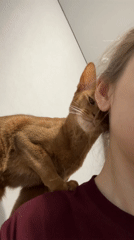 Orange cat nuzzles person's shoulder in early morning Kazan encounter