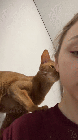 Orange cat nuzzles person's shoulder in early morning Kazan encounter