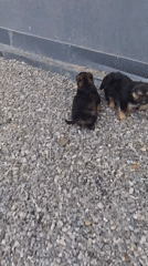 German Shepherd puppies explore gravel area in Kultuk, Russia