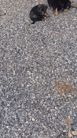 German Shepherd puppies explore gravel area in Kultuk, Russia