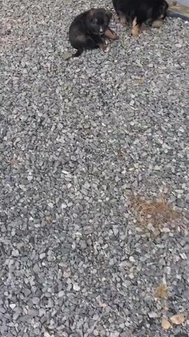 The video shows two young German Shepherd puppies exploring a gravel area beside a gray building. They wander around, and soon, they join three other puppies near the building's foundation. The puppies are dark colored, and the gravel is gray. An orange drainpipe is attached to the building above where the puppies are gathered.