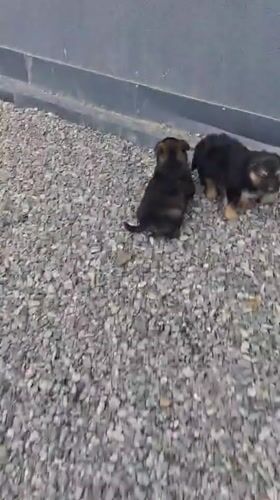 German Shepherd puppies explore gravel area in Kultuk, Russia