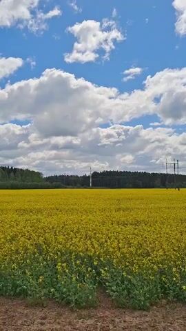 The video shows a field of yellow flowers under a cloudy sky. In the distance, there is a line of trees and several power lines. The camera pans slightly to the right. The clouds are white and puffy, and the sky is blue in patches. The foreground is a patch of brown earth.