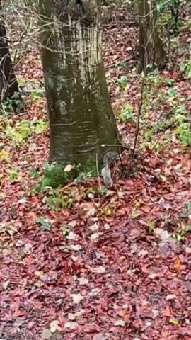 A squirrel is visible near a tree in a forest. The forest floor is covered in wet, red and brown leaves. The tree has a light colored trunk.