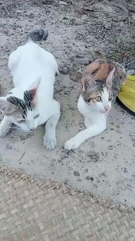 Two cats are lying down on a dirt path. One cat is predominantly white with grey tabby markings on its head and tail. The other cat has patches of white, brown, and orange fur. Both cats are looking slightly to the right of the frame. There is a woven mat in the foreground. In the background, there is dry ground, some dry leaves, and a sliver of green vegetation. A yellow object, possibly a sandal, is visible to the right of the cats. The lighting suggests it is daytime.