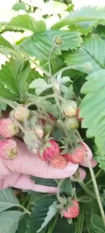 In this video, a person's hand gently gathers a cluster of unripe strawberries from a strawberry plant. The scene is set outdoors, likely in a garden or field given the lush green foliage and natural lighting. The strawberries are small and predominantly green with hints of pink, indicating they are not yet fully ripe. The leaves of the strawberry plant are a vibrant green, and some are tinged with yellow, suggesting the time of year could be late spring or early summer. The lighting suggests it is daytime, possibly morning or afternoon, with soft sunlight filtering through the leaves. The overall mood is peaceful and evokes a sense of harvesting fresh produce. There is no visible text in the video. The location context of Bezlesnyy, Russia, suggests this footage was captured in that region during the strawberry growing season.