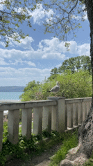Seagull spotted on balustrade overlooking water in Varna, Bulgaria