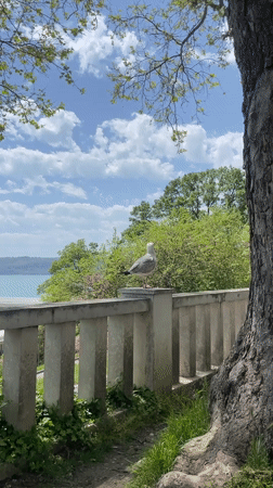 Seagull spotted on balustrade overlooking water in Varna, Bulgaria