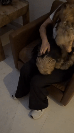 Morning scenes captured around Puebla: pets, traffic, Taylor Swift