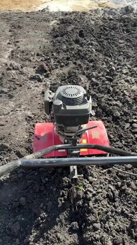 This media file captures a close-up, first-person perspective of someone operating a red and black rototiller in a dirt field. The rototiller is the primary object in focus, with its engine and tilling blades clearly visible. The soil appears dark and somewhat clumpy, suggesting it has recently been tilled or is a rich, loamy type. The background shows more of the same tilled earth, with a hint of a lighter colored area, possibly sand or gravel, in the distance. The lighting suggests it is daytime, likely sunny, given the shadows and the overall brightness of the scene. The user's hands are visible gripping the handlebars of the rototiller, indicating active operation. There are no people prominently displayed, only the implied presence of the operator. The setting is an outdoor field, likely for agricultural or gardening purposes, with no urban elements visible. The overall impression is one of manual labor and land preparation. There is a yellow warning sticker on the rototiller, but the text is illegible. The location context provided is "Рассоха, Russia".