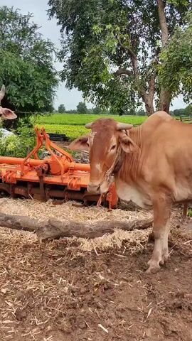 A light brown cow stands in a field. The cow is tied with a rope and has horns. It is facing the camera. Behind the cow, there is a red and orange tractor attachment. In the background, there are green plants and trees. The ground is covered with straw and dirt.