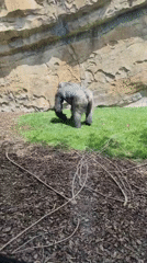 Zoo visitors observe gorillas in enclosure in Mislata