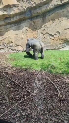 Zoo visitors observe gorillas in enclosure in Mislata