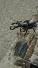 Stag beetle up close on a rocky surface