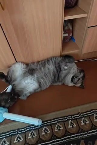 A long-haired gray cat is lying on its back on a brown floor. The cat's legs are spread apart and its belly is exposed. A blue object is partially visible near the cat's paws. In the background, a wooden cabinet with shelves is visible. The shelves contain various items, including a purple basket and several red and white objects in a plastic bag. A piece of white cord runs along the floor near the cabinet. A portion of a patterned rug is visible in the foreground.