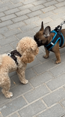Dogs spotted during morning walk in mixed urban landscape