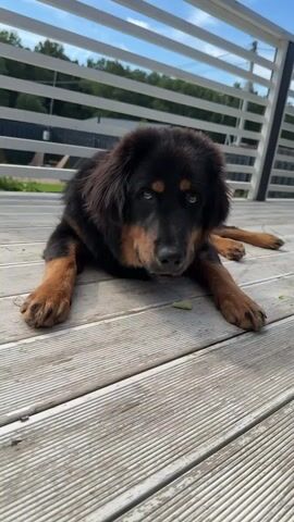 A large black and tan dog lies on a wooden deck, its head lowered and its tongue extended, appearing to lick something on the deck. The dog has long, dark fur and amber-colored eyes. In the background, a white railing runs horizontally, with trees and a blue sky visible beyond it. The deck is made of light-colored wooden planks. The lighting suggests it is daytime, possibly sunny.