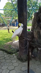 Zoo visit documented in Semarang, Indonesia