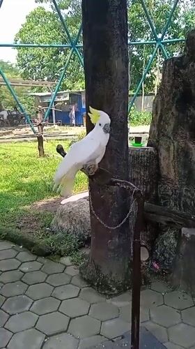 Zoo visit documented in Semarang, Indonesia