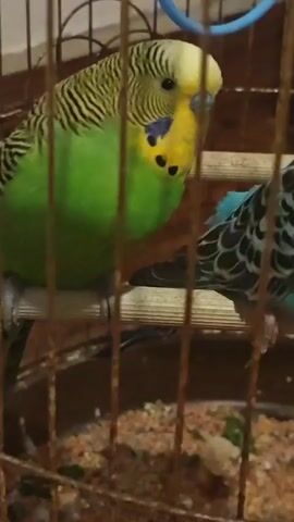 A close-up shot shows a budgie inside a cage. The budgie has a green body with yellow and black stripes on its head and wings. It is perched on a wooden dowel. In the background, another budgie with blue and black feathers is partially visible. The cage bars are made of metal. The lighting suggests an indoor environment.