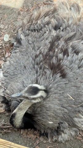 The video shows a gray rhea lying down on what appears to be a sandy or dirt ground. The rhea is surrounded by its own gray feathers. The camera slowly zooms in on the rhea's head and neck, capturing its features in detail. The rhea's head is a mix of gray and white feathers, with a dark black patch at the base of its neck. The rhea's beak is smooth and gray. The rhea appears calm and relaxed, with its eyes partially closed. There are some dry leaves and small sticks scattered around the rhea on the ground. The overall scene gives the impression of a peaceful, natural environment.