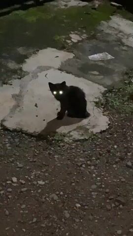 A black cat with bright green eyes sits on a patch of concrete at night. The cat is in the center of the frame, facing towards the left. Its shadow is cast behind it. The concrete patch is surrounded by gravel and some sparse green vegetation. In the background, there is a dark fence and what appears to be a building. The overall scene is dimly lit, suggesting it is nighttime. The cat's eyes reflect the light source, giving them an almost glowing appearance. There is no visible text in the media file. The setting appears to be an outdoor area in a residential or rural location. The cat seems alert and watchful.