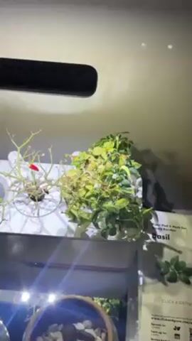 A short video shows a close-up view of a Click & Grow indoor garden. The camera is angled down and focuses on two plants in the garden. The plant on the left has mostly bare stems, with a few red peppers visible. The plant on the right is larger, with yellowing and green leaves. The garden has a white base with circular openings for the plants, and a black light fixture is mounted above. The background is a plain white wall. There's also a reference card visible for the Click & Grow Basil pods.